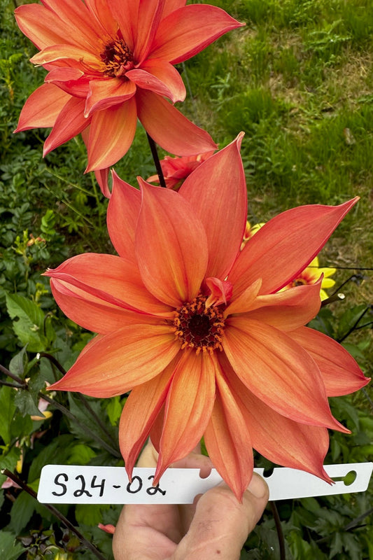 Dahlia 'S24-02'