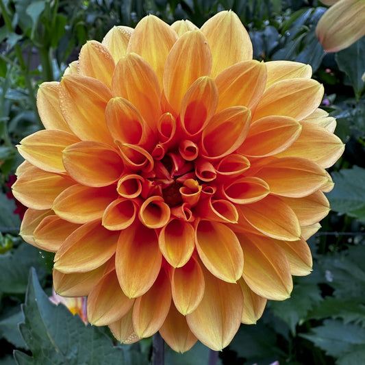 Dahlia 'S24-05'