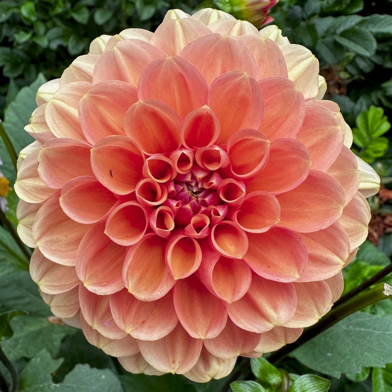 Dahlia 'S24_06'