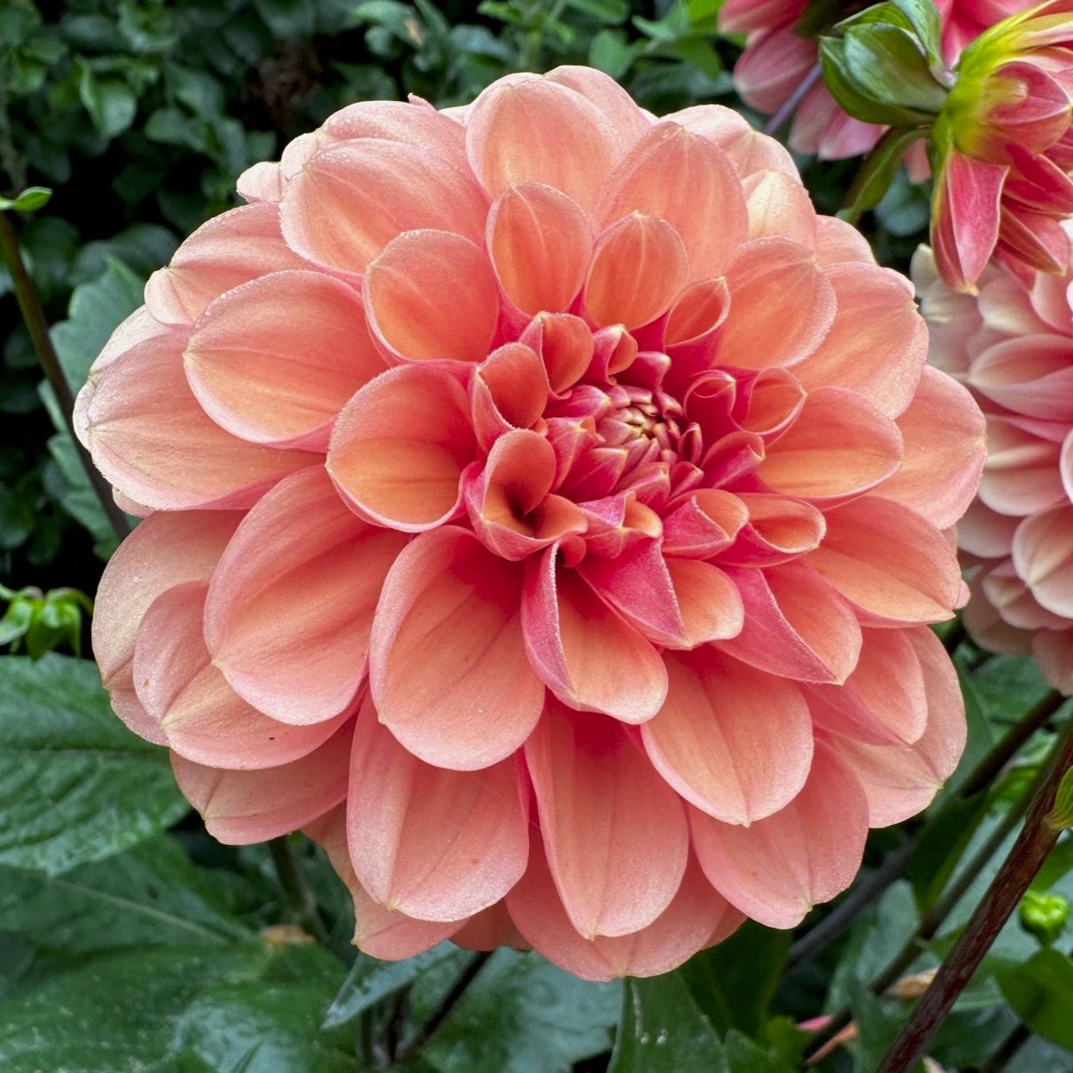 Dahlia 'S24_06'