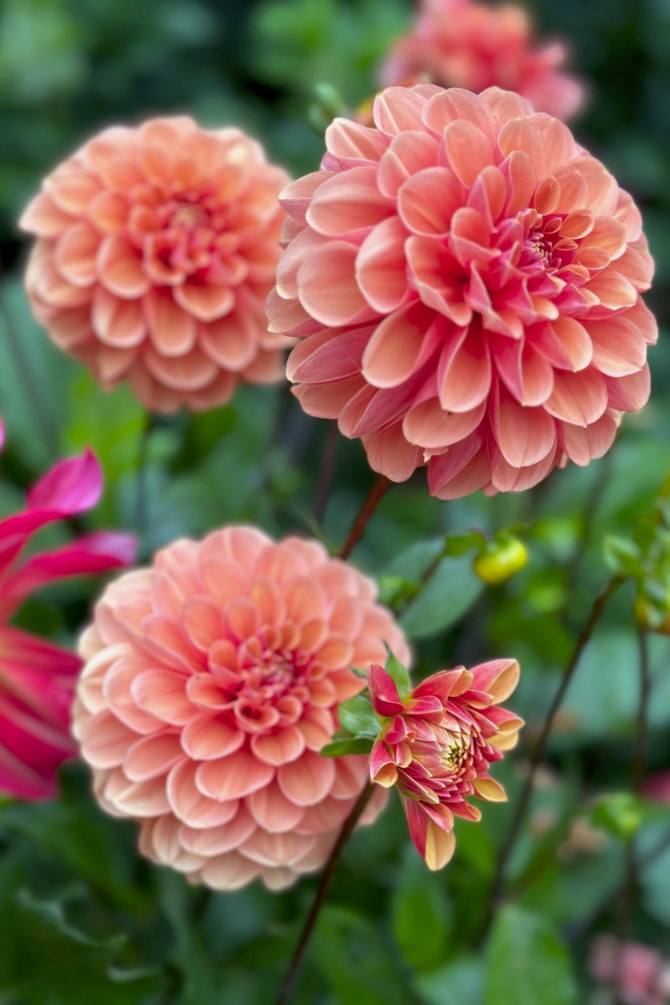 Dahlia 'S24_06'