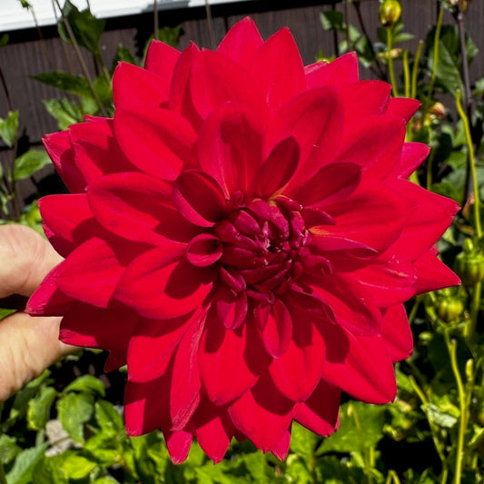 Dahlia 'S24_08'