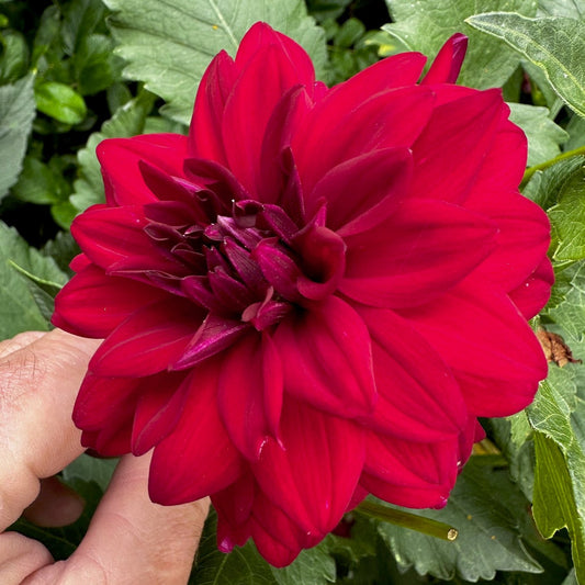 Dahlia 'S24_09'