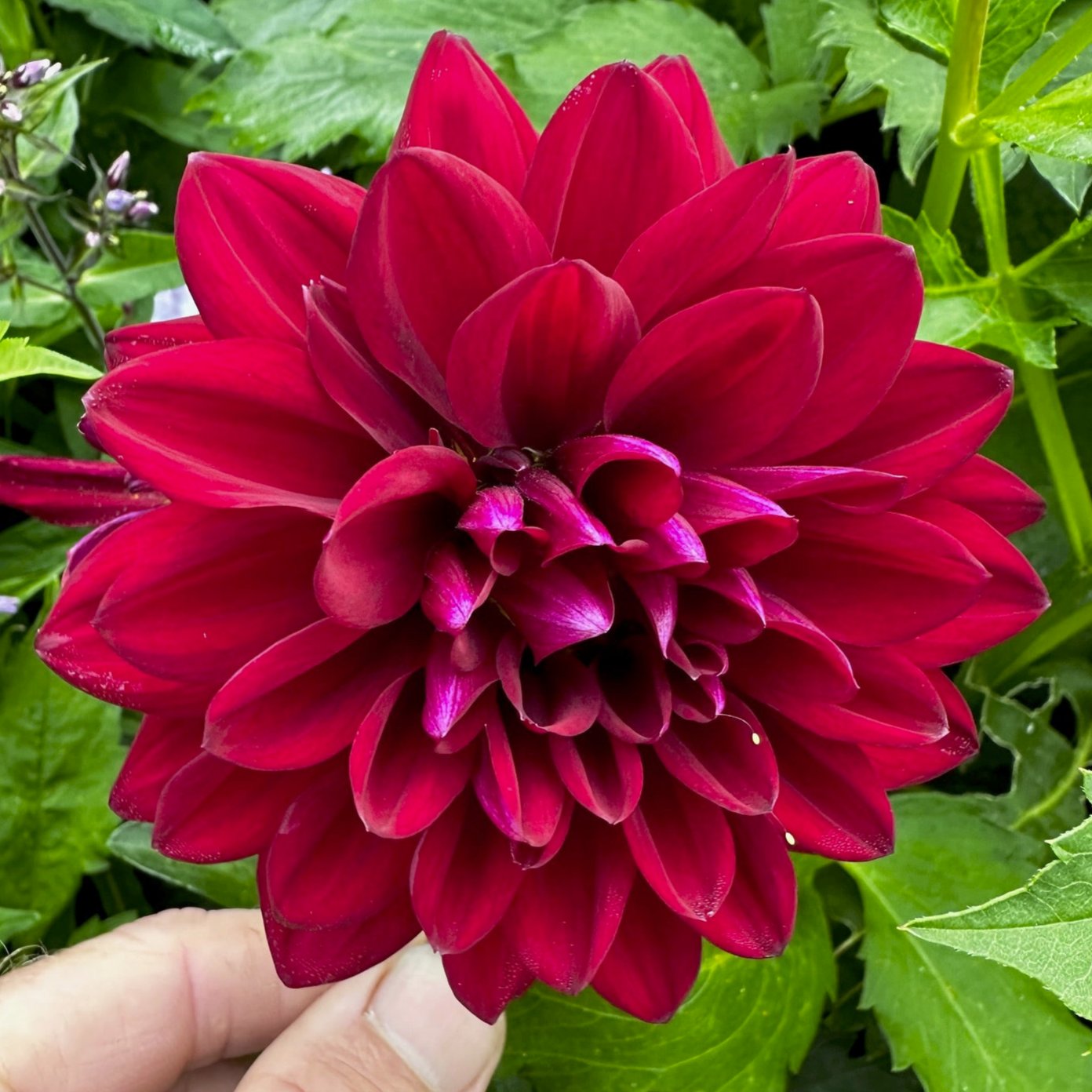 Dahlia 'S24-10'