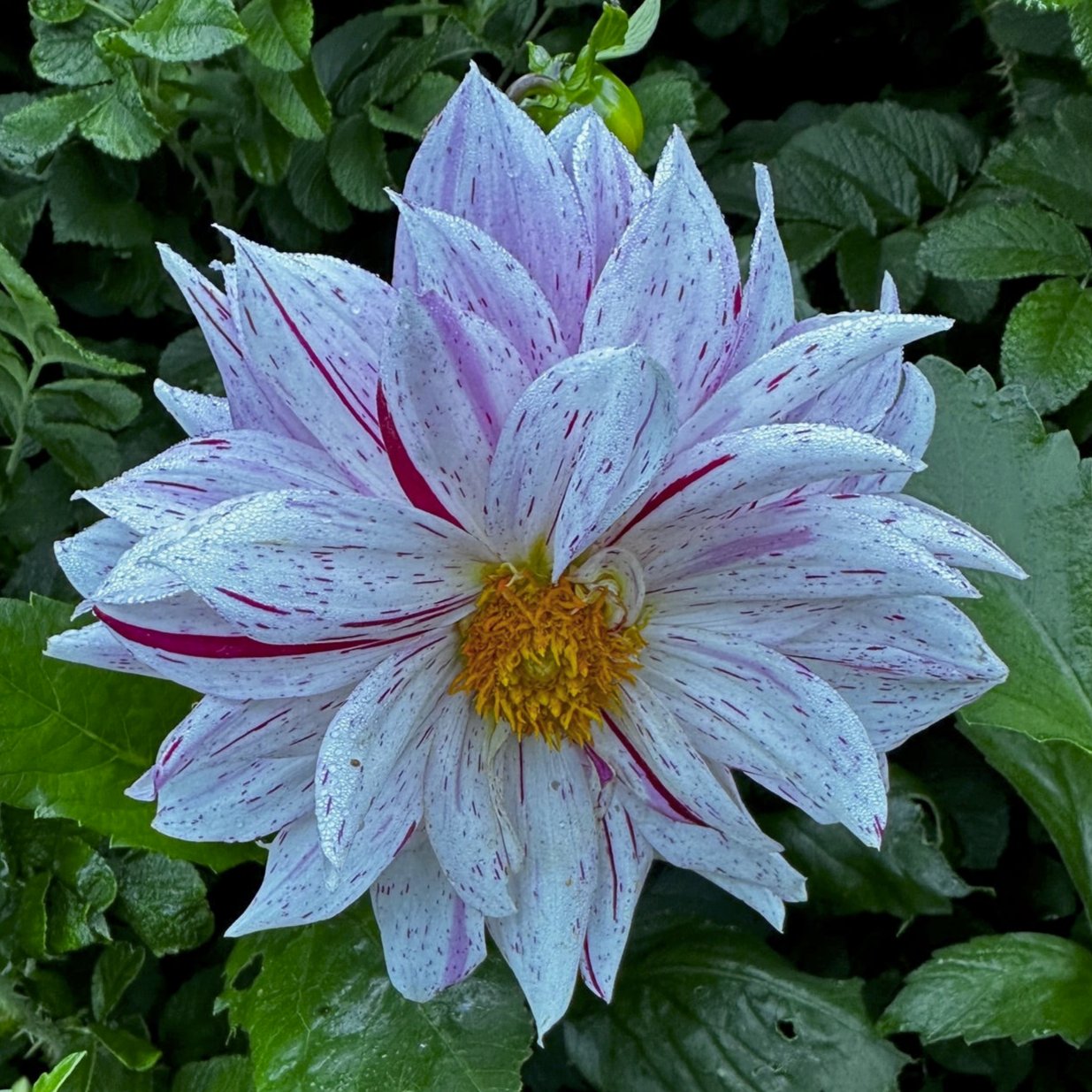 Dahlia 'S24-11'