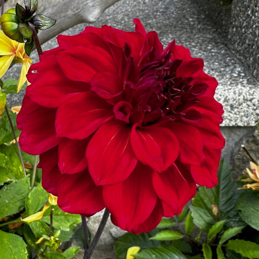 Dahlia 'S24_13'