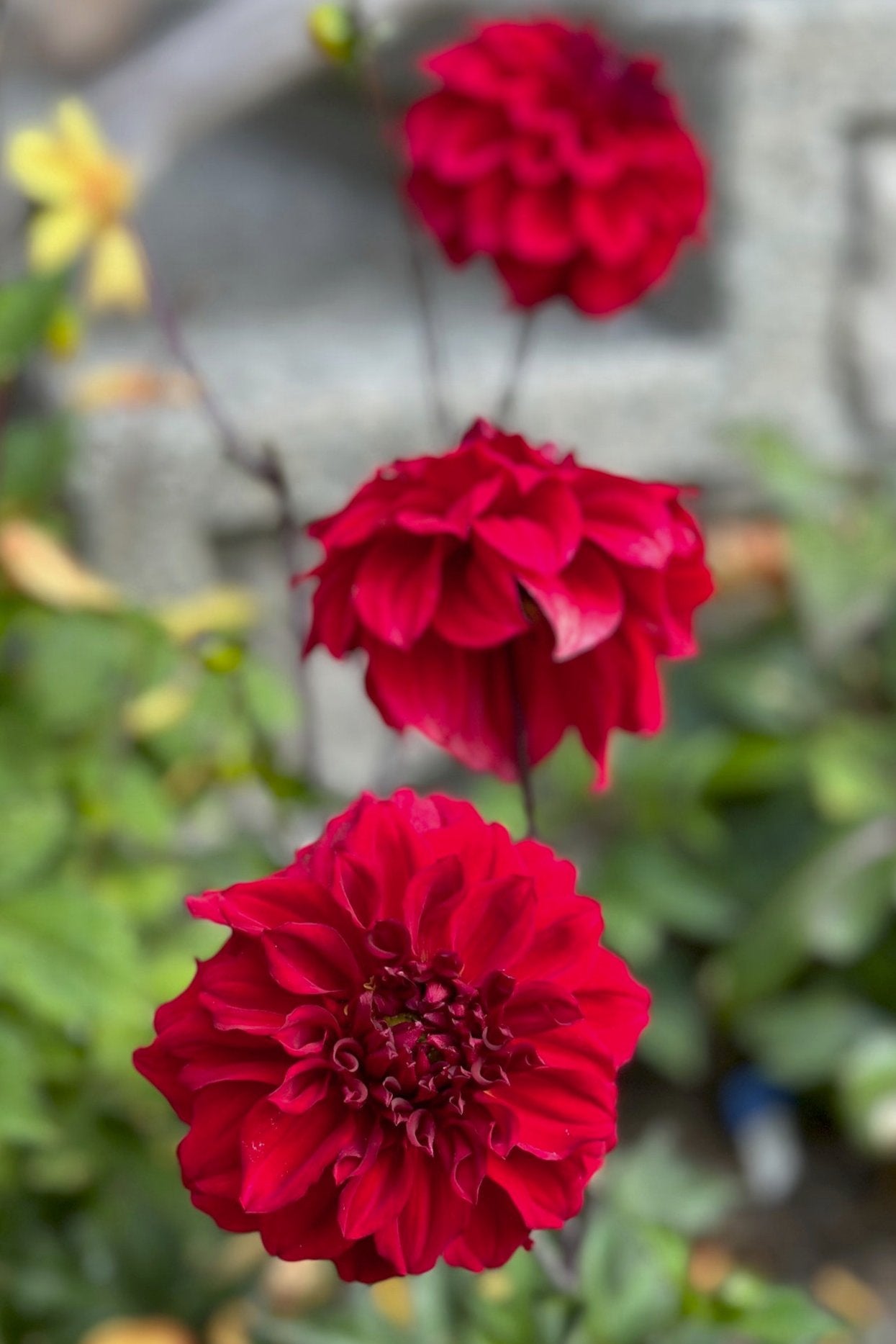 Dahlia 'S24_13'