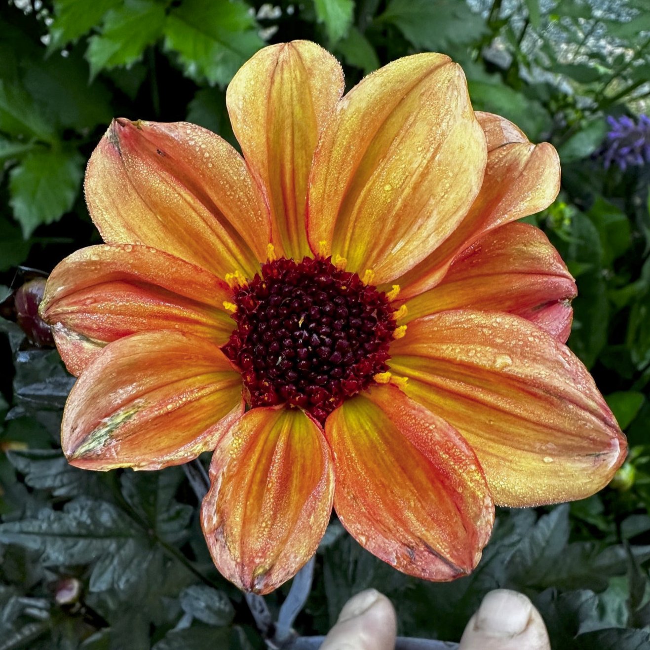 Dahlia 'S24-1'