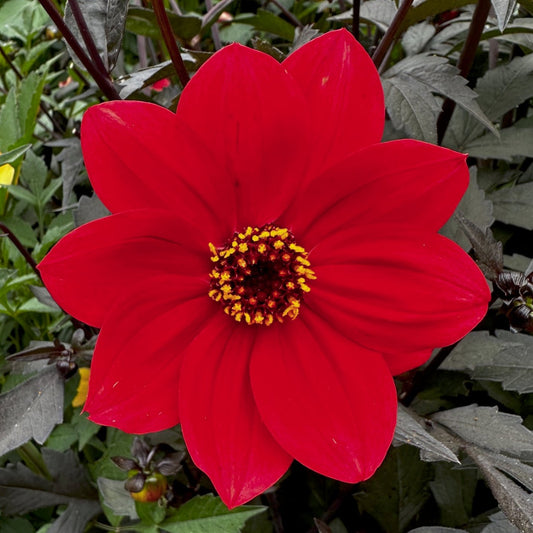 Dahlia 'S24-16'