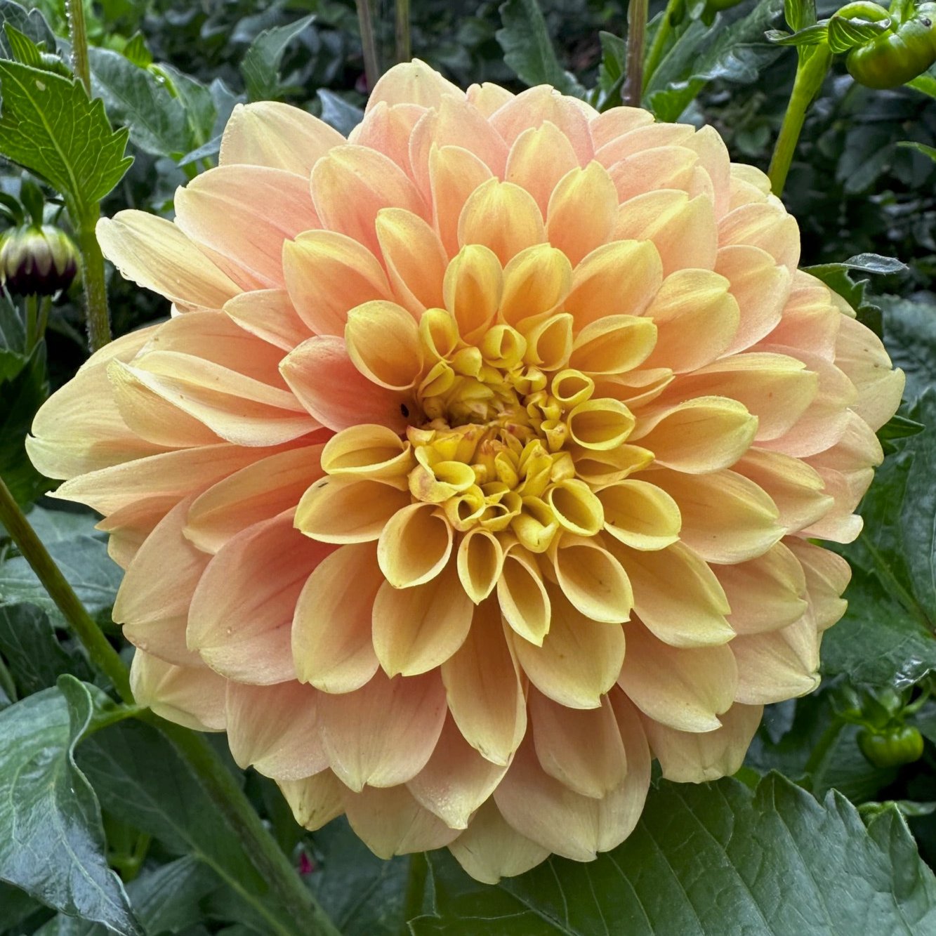 Dahlia 'S24-17'