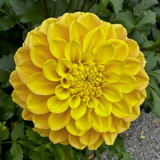 Dahlia 'S24-17'