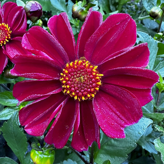 Dahlia 'S24-19'