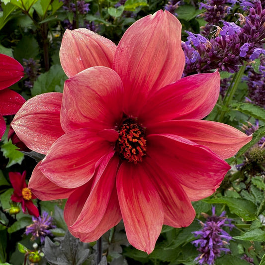 Dahlia 'S24-24'