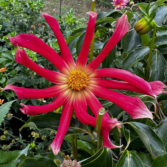 Dahlia 'S24-25'