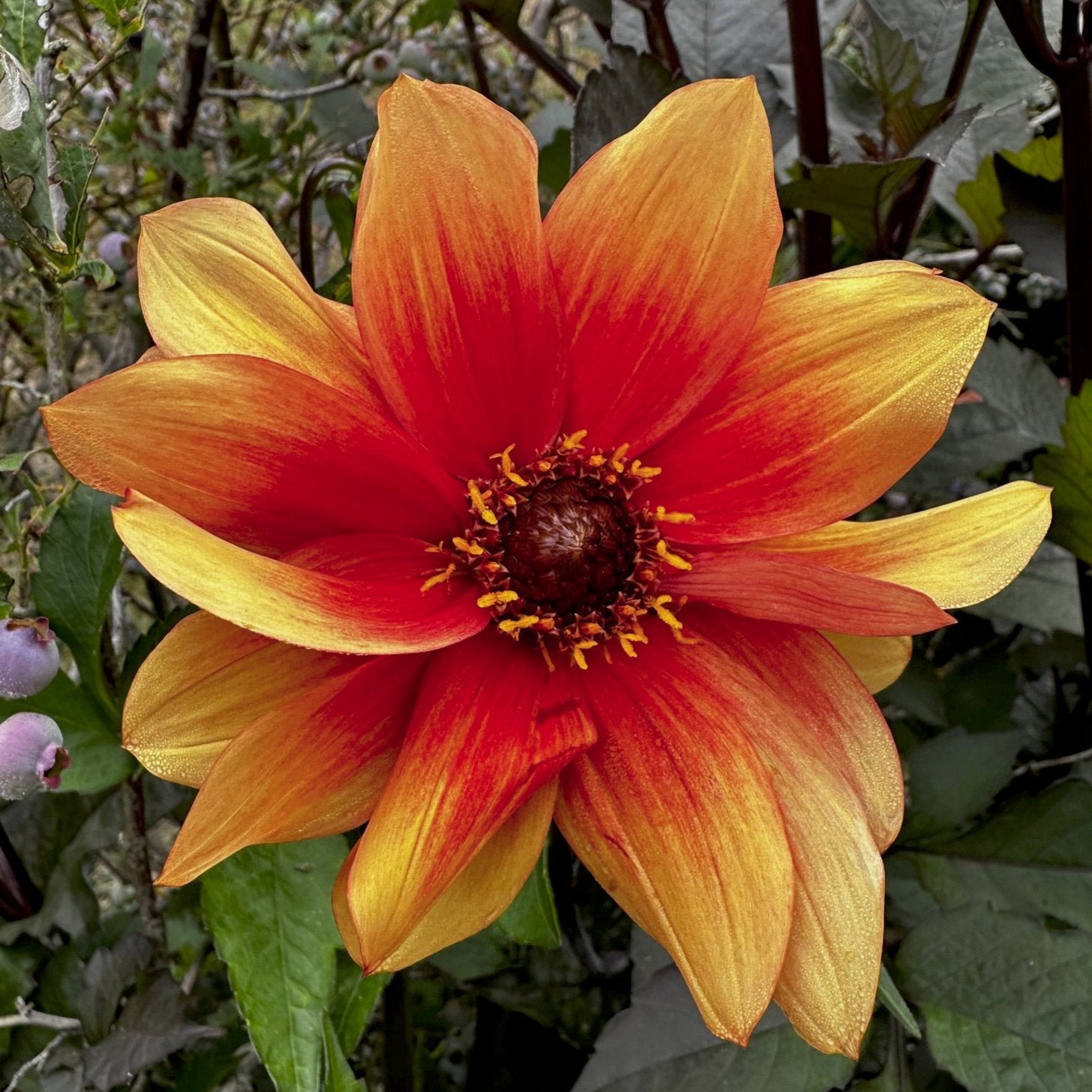 Dahlia 'S24-26'