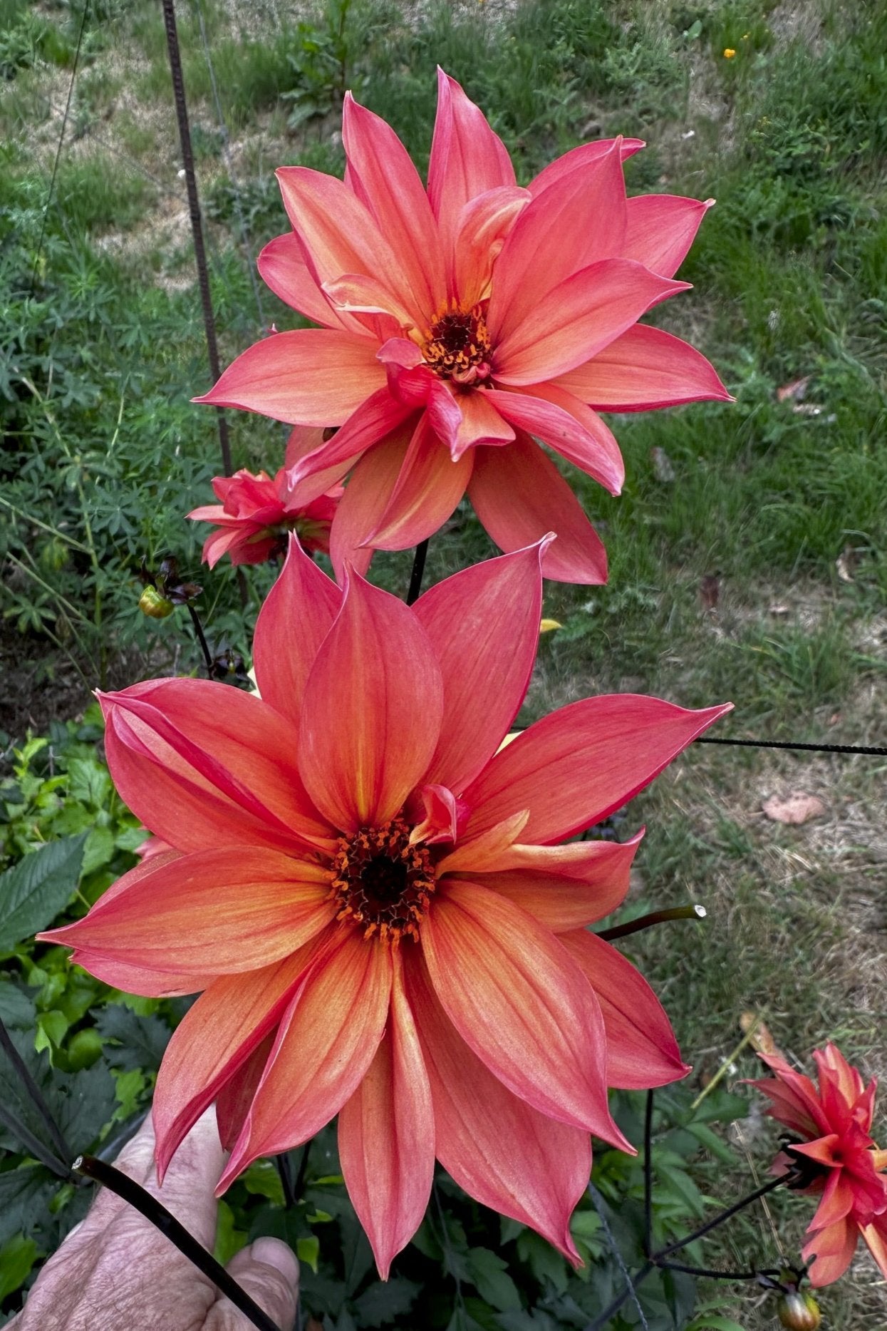 Dahlia 'S24-27'