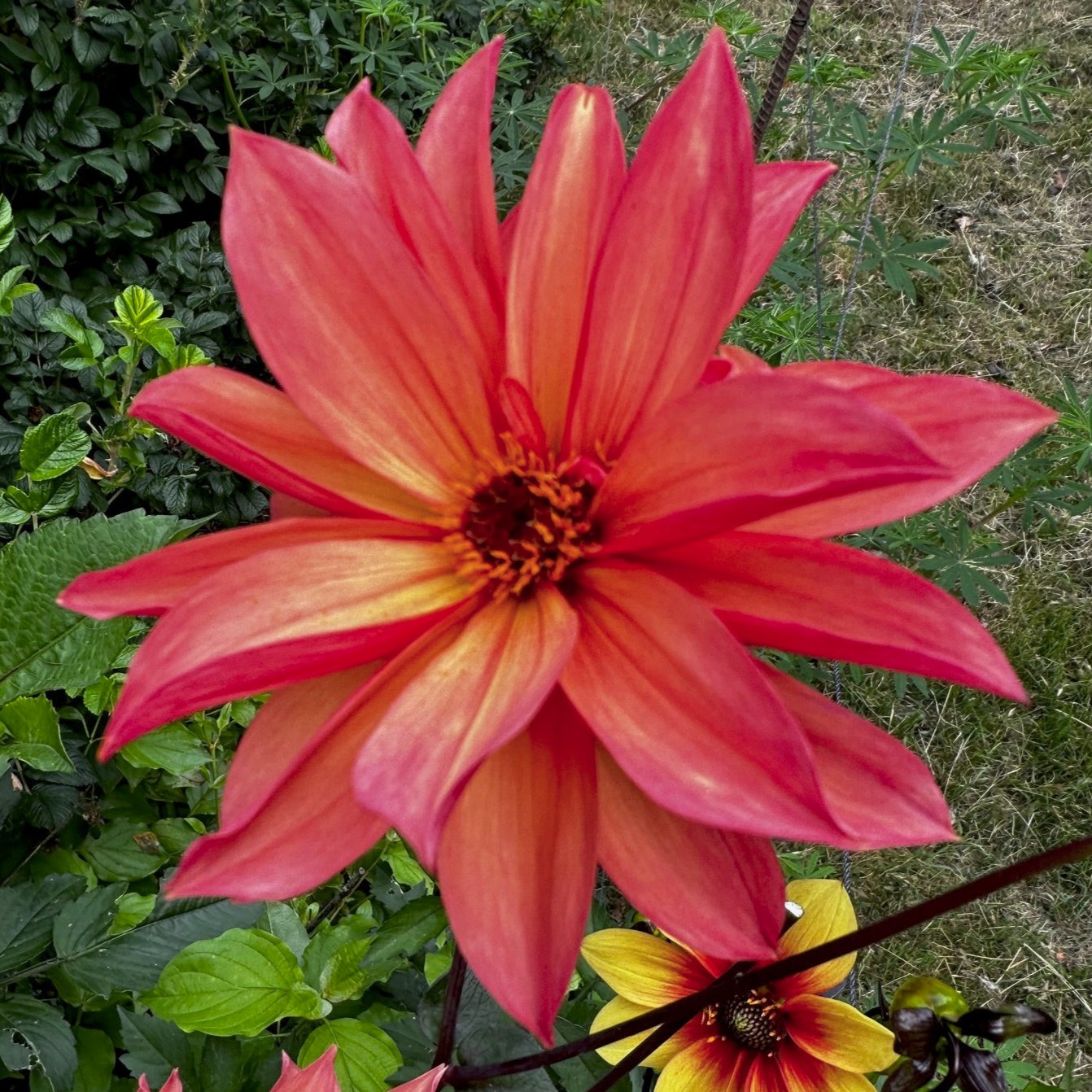 Dahlia 'S24-27'