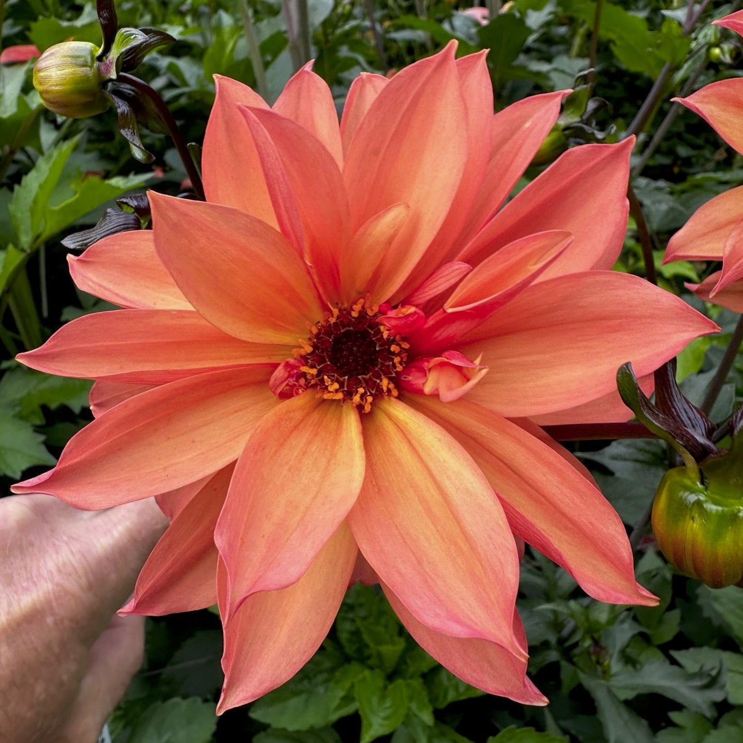 Dahlia 'S24-27'