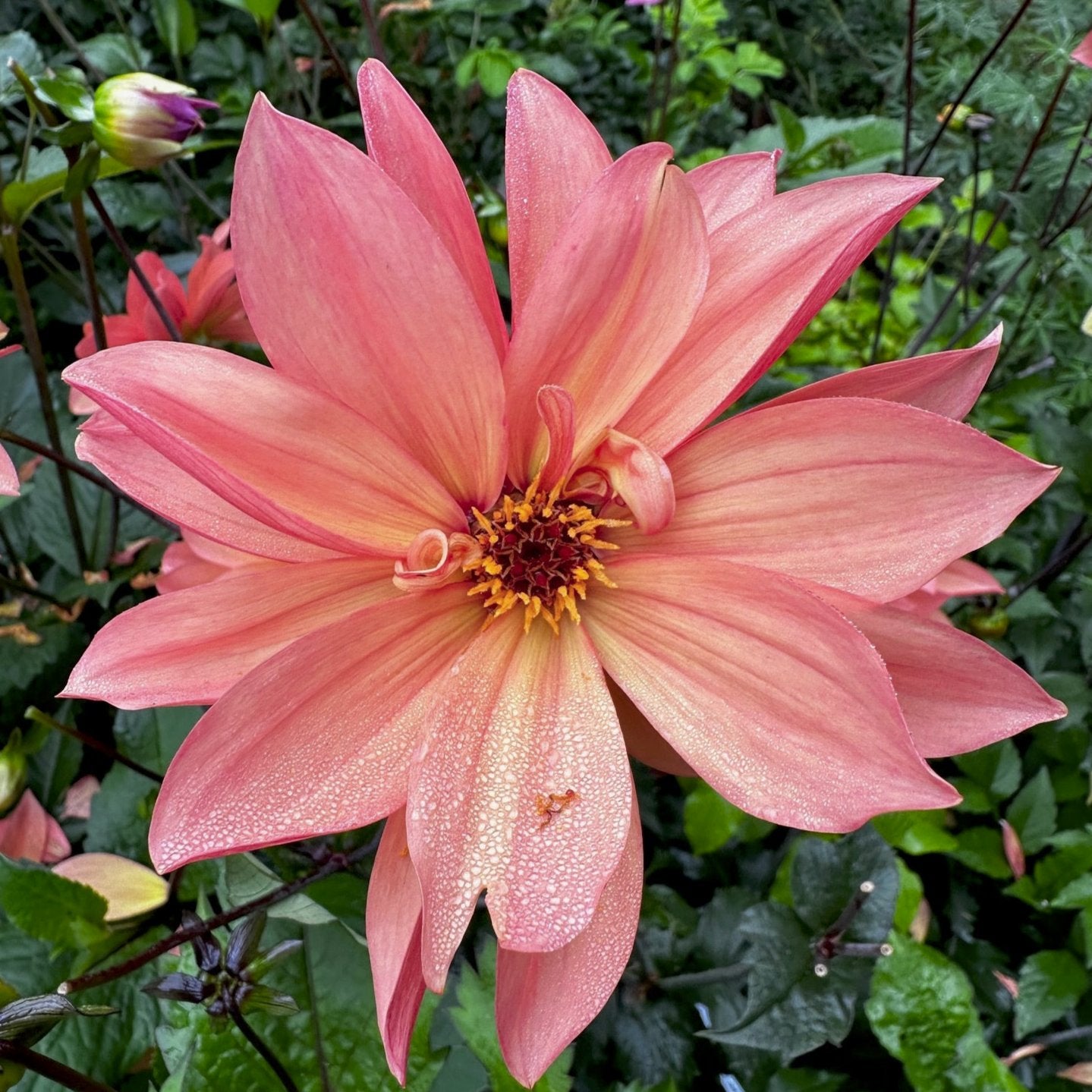 Dahlia 'S24-27'