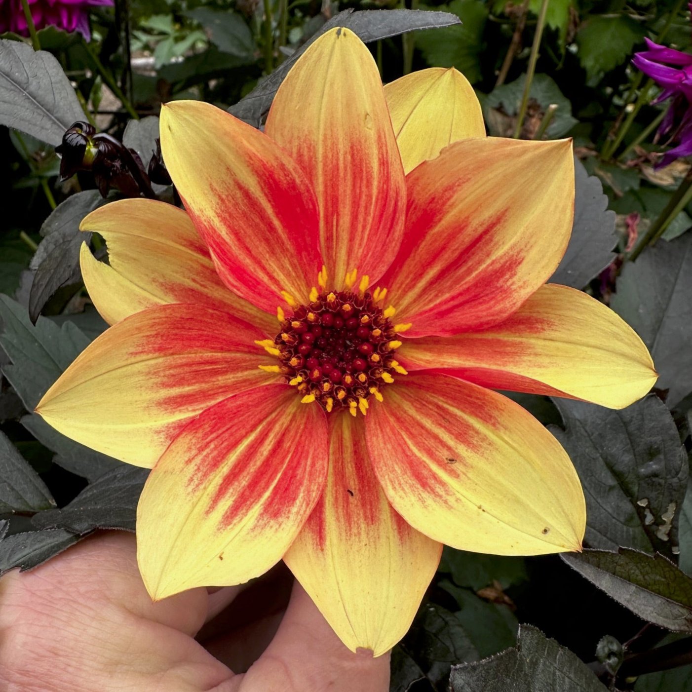 Dahlia 'S24-28'