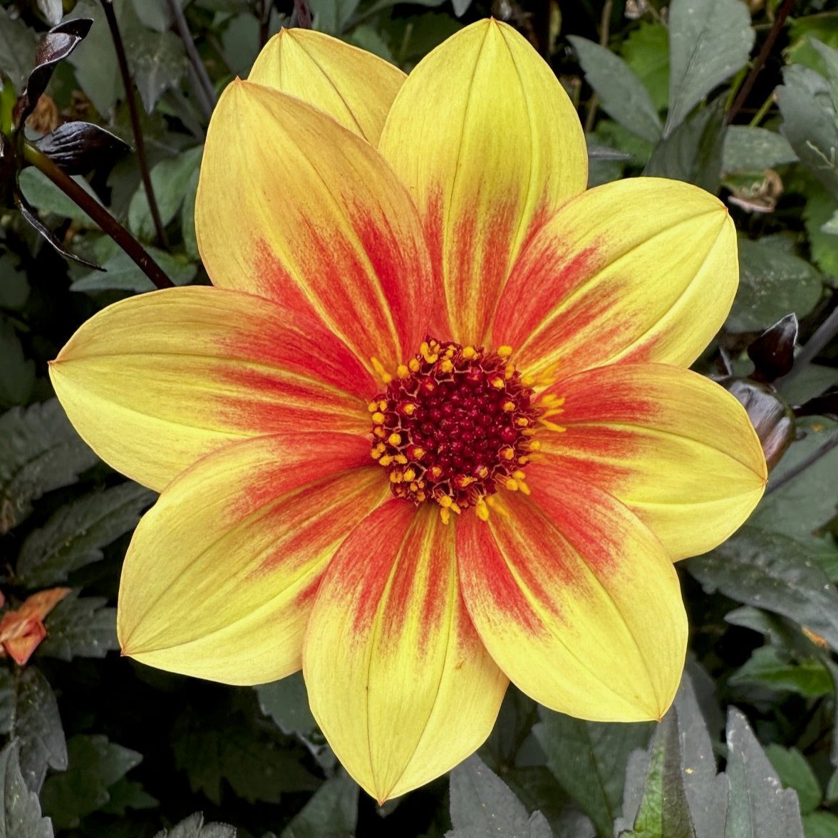 Dahlia 'S24-28'