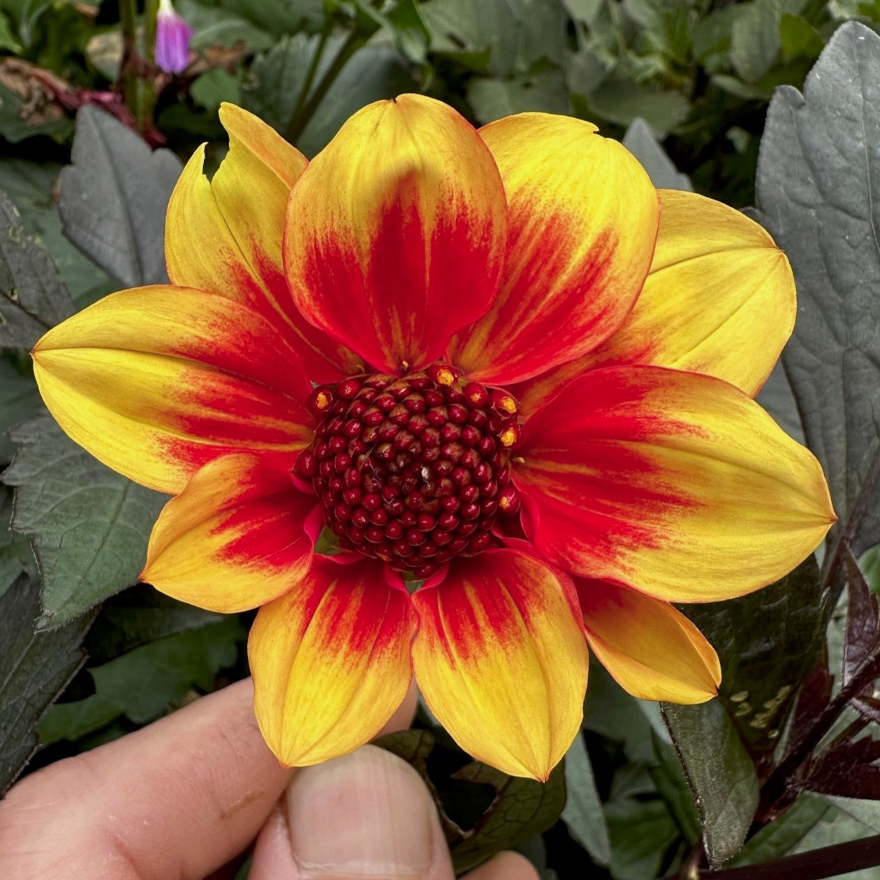 Dahlia 'S24-28'