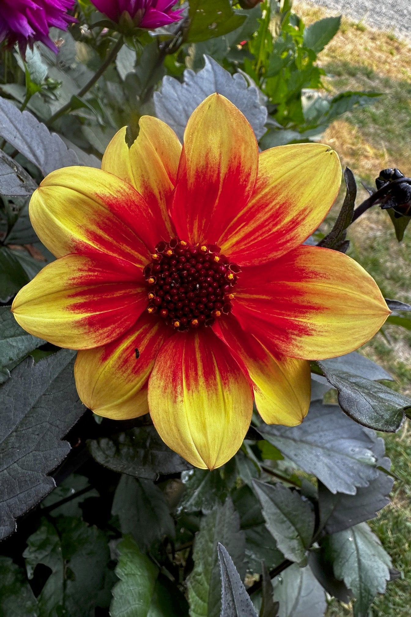 Dahlia 'S24-28'