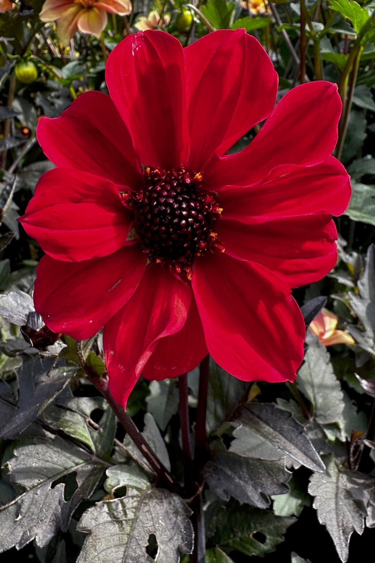 Dahlia 'S24-30'