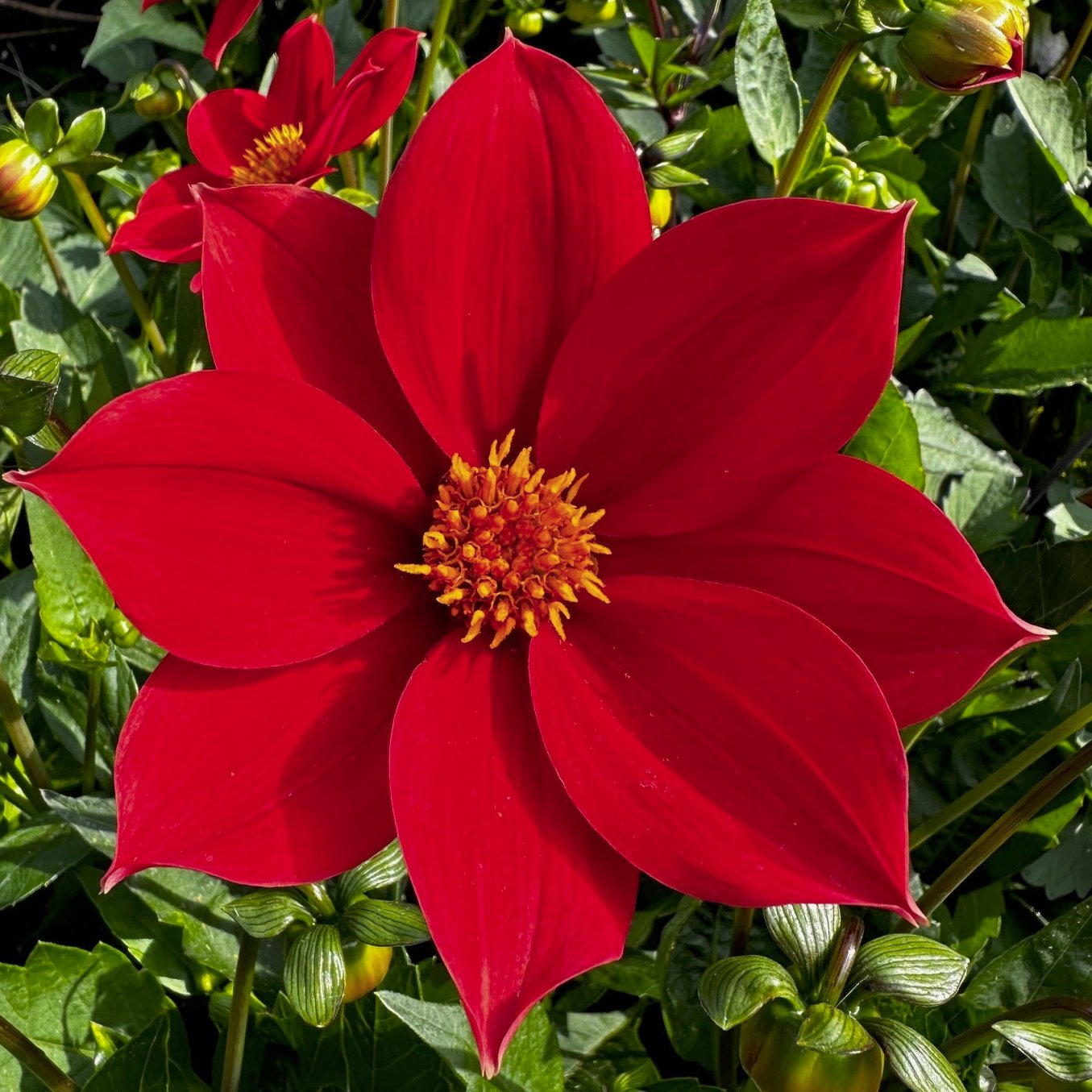 Dahlia 'S24-32'