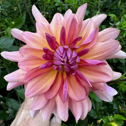 Dahlia 'S2433'