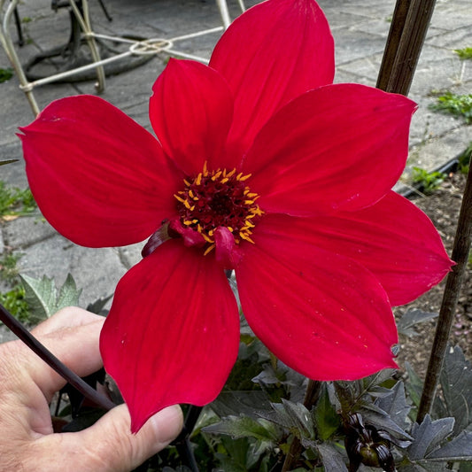 Dahlia 'S24-34'