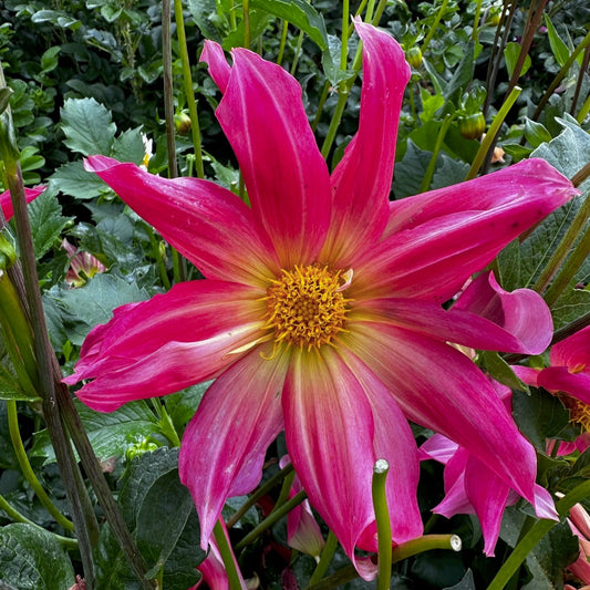 Dahlia 'S24-35'