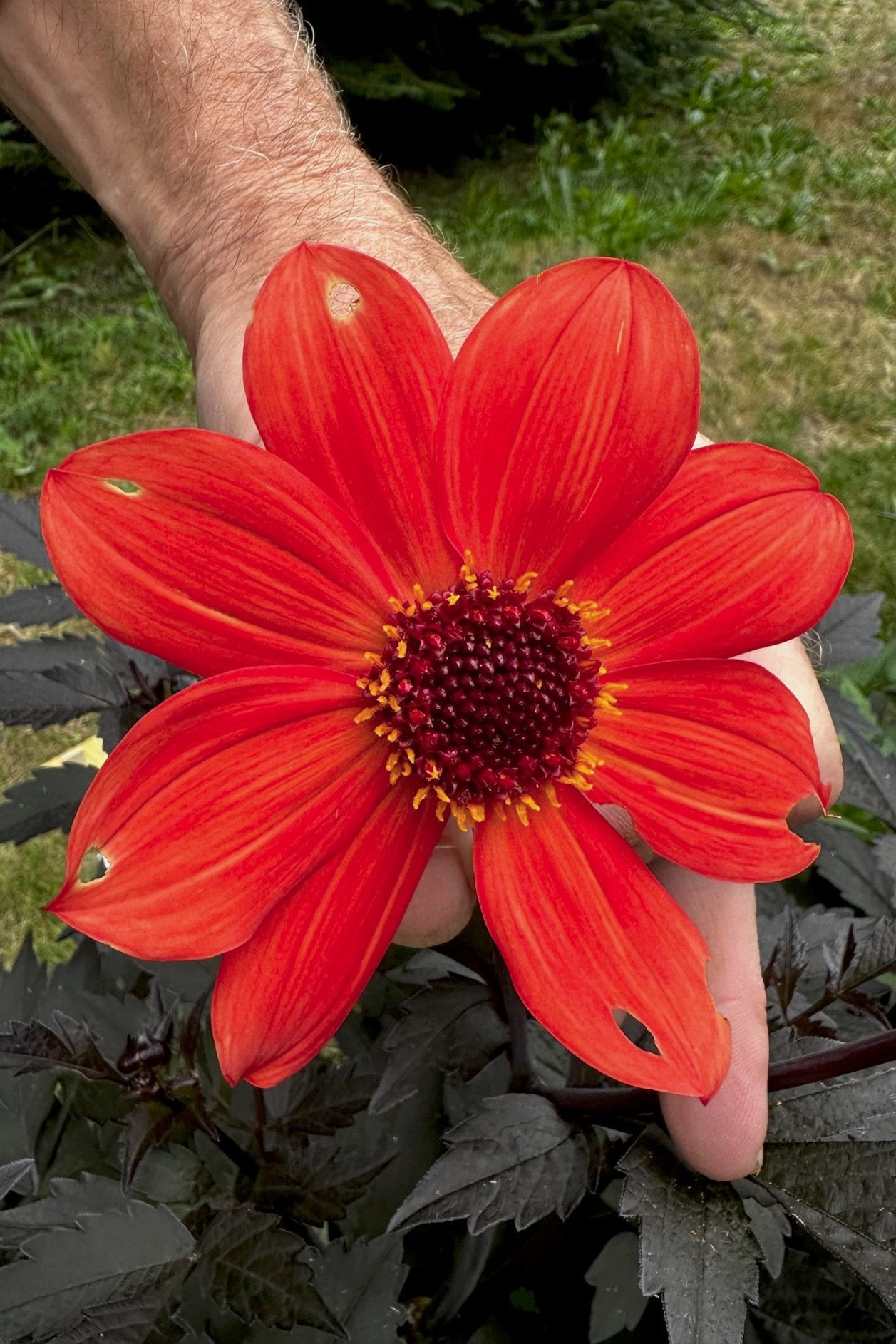 Dahlia 'S24-37'