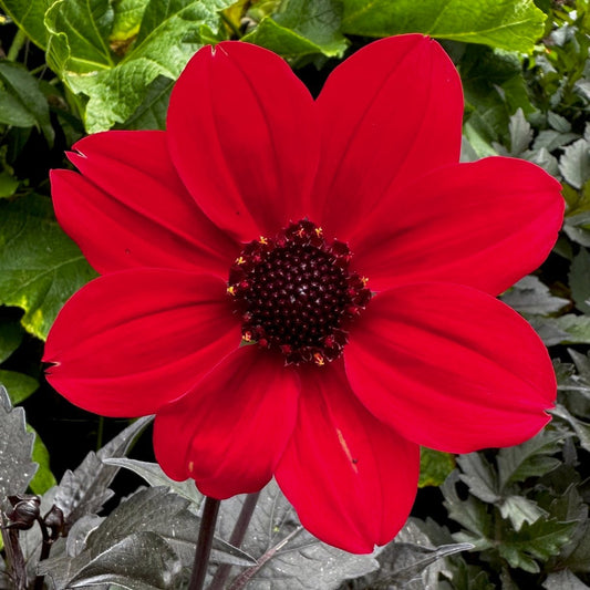 Dahlia 'S24-38'