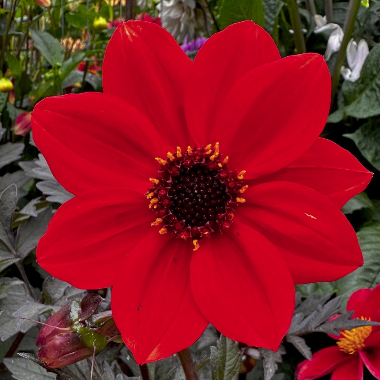 Dahlia 'S24-39'