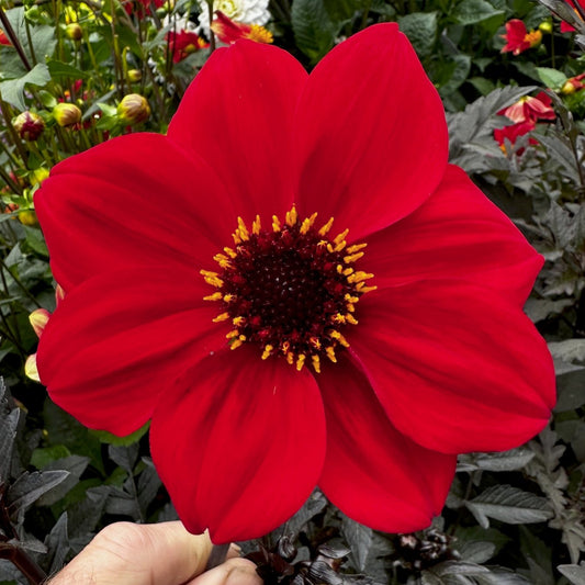 Dahlia 'S24-40'