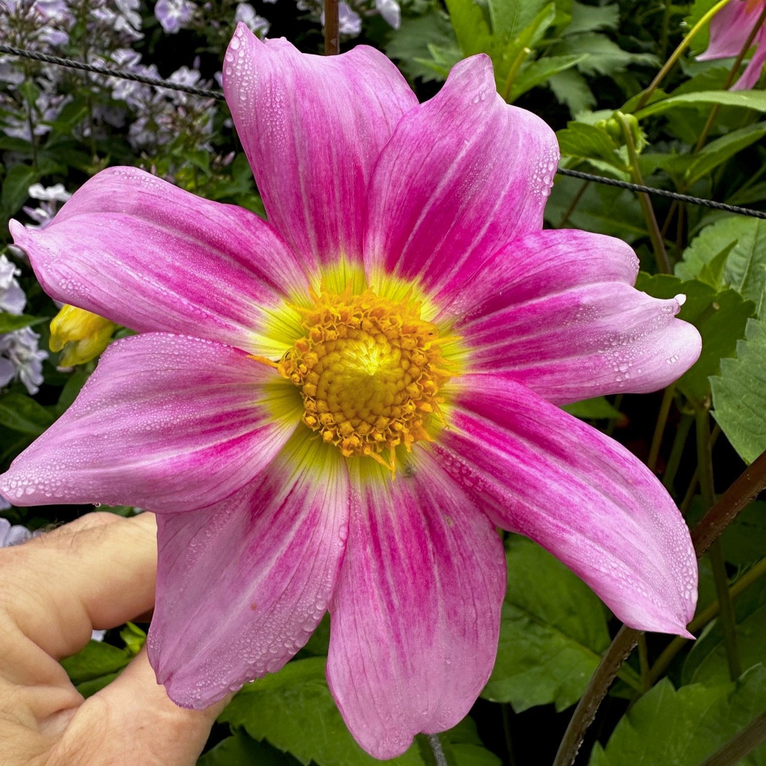 Dahlia 'S24-41'