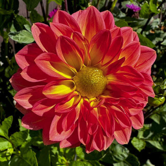 Dahlia 'S24-42'