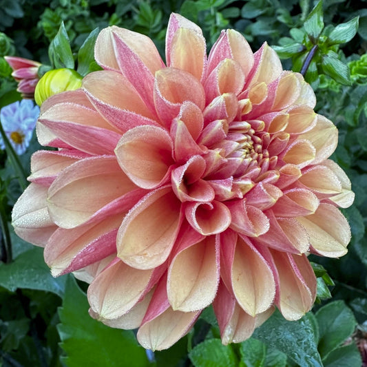 Dahlia 'S24-46'