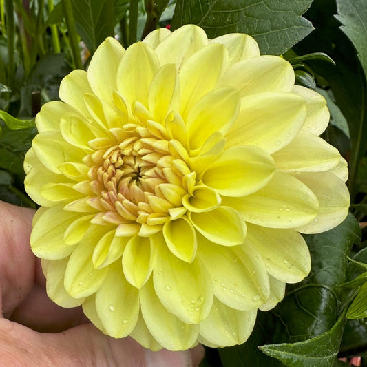 Dahlia 'S24-47'