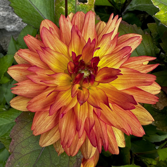 Dahlia 'S24-56'