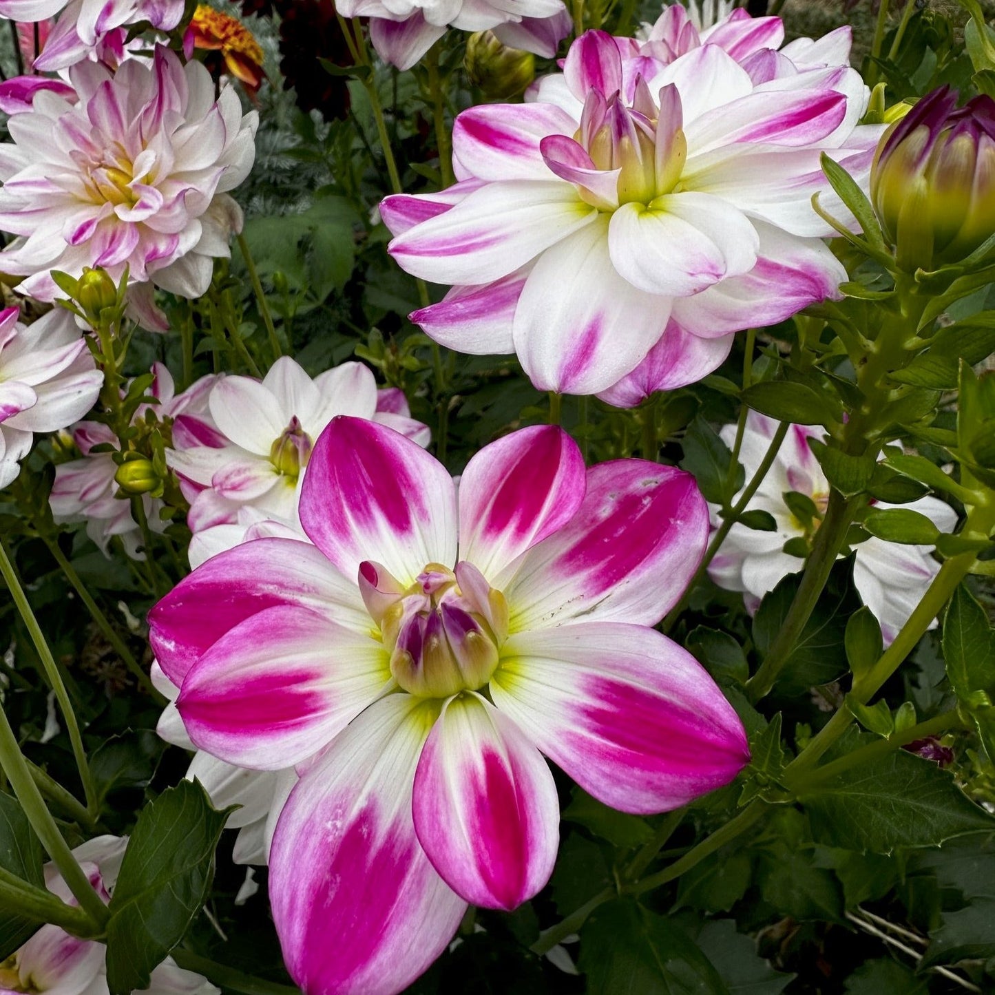 Dahlia 'Saint Martin'