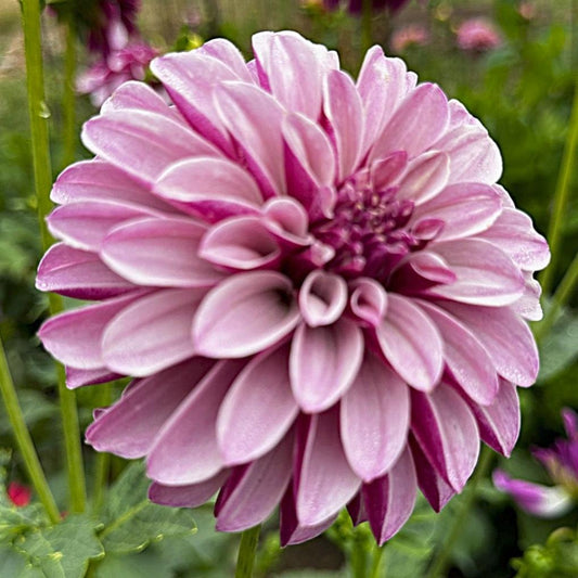 Dahlia 'Salish Twilight Girl'