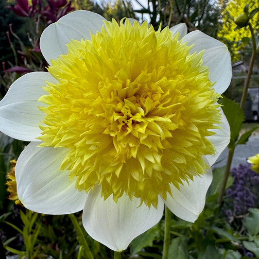 Dahlia 'Sandia Summertime'