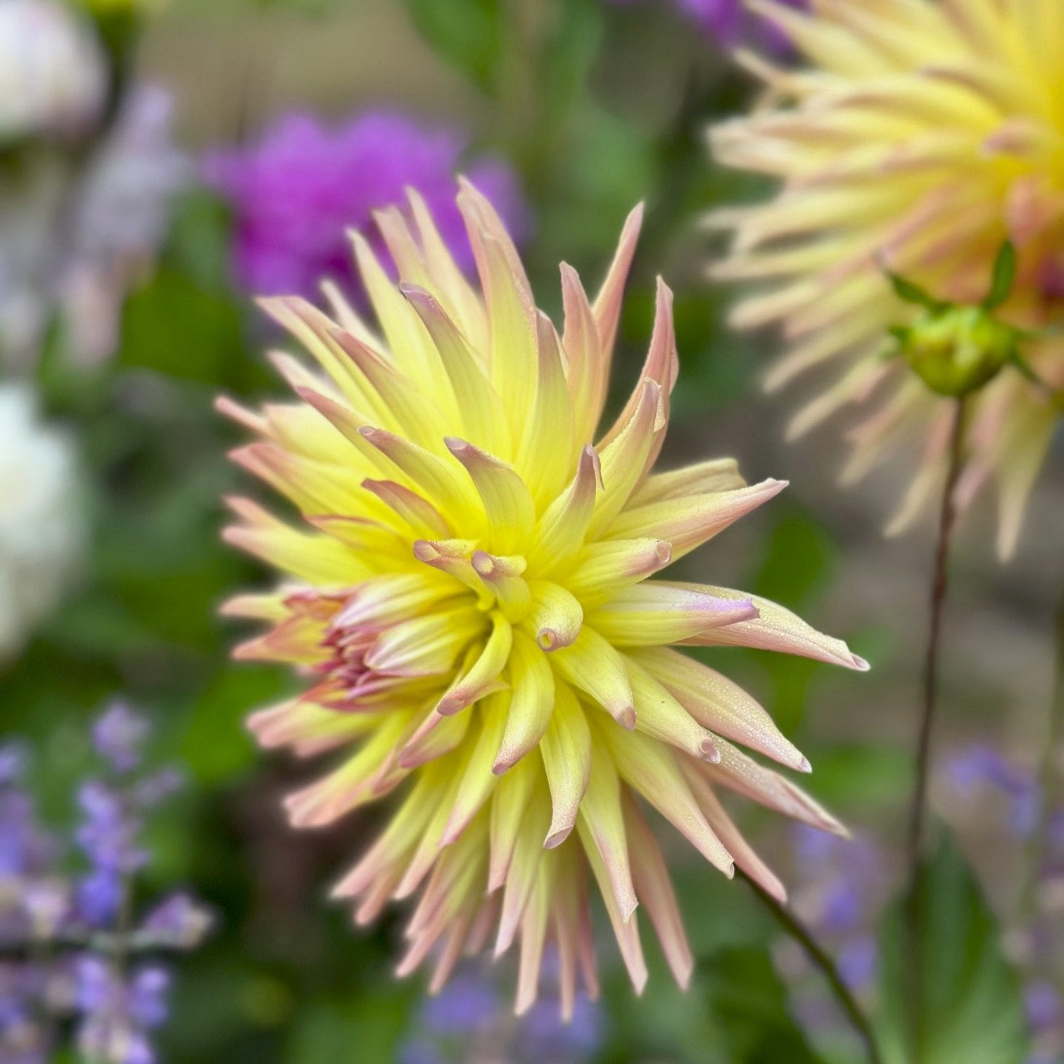 Dahlia 'Sea-Helado'