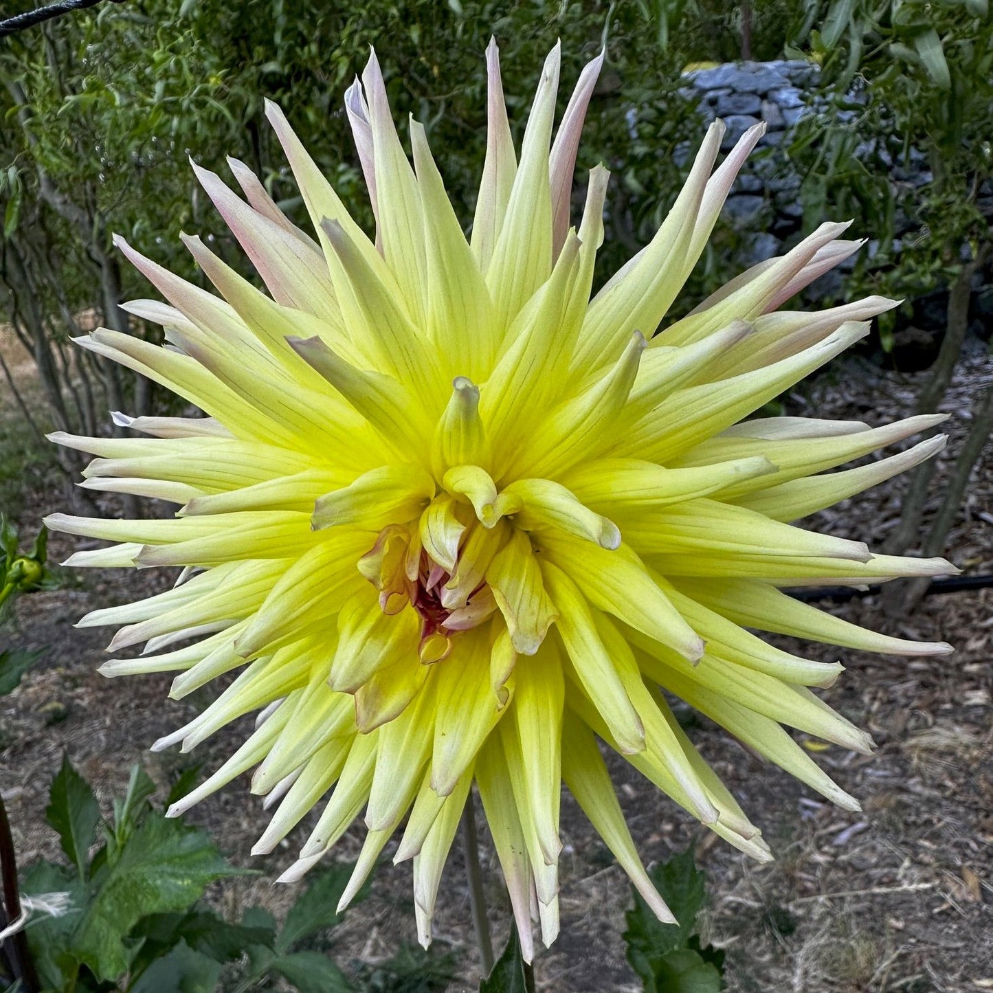 Dahlia 'Sea-Helado'