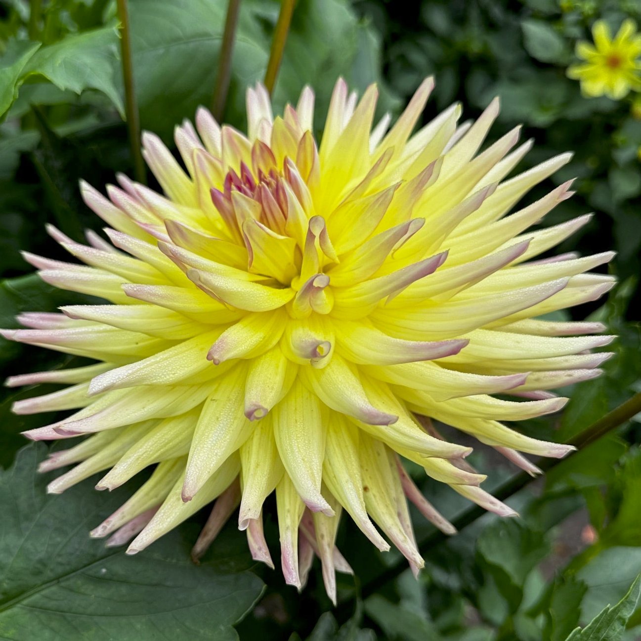 Dahlia 'Sea-Helado'