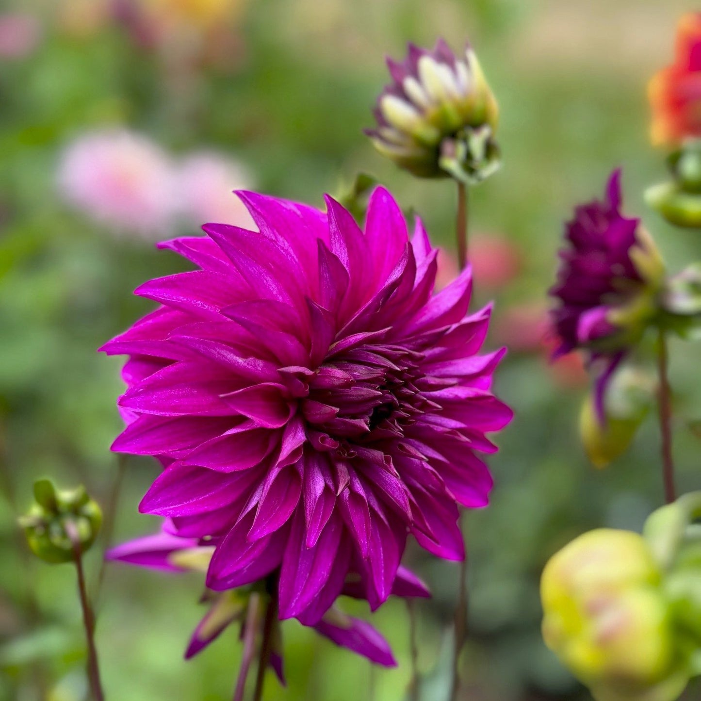 Dahlia 'Seabeck's Hilda'