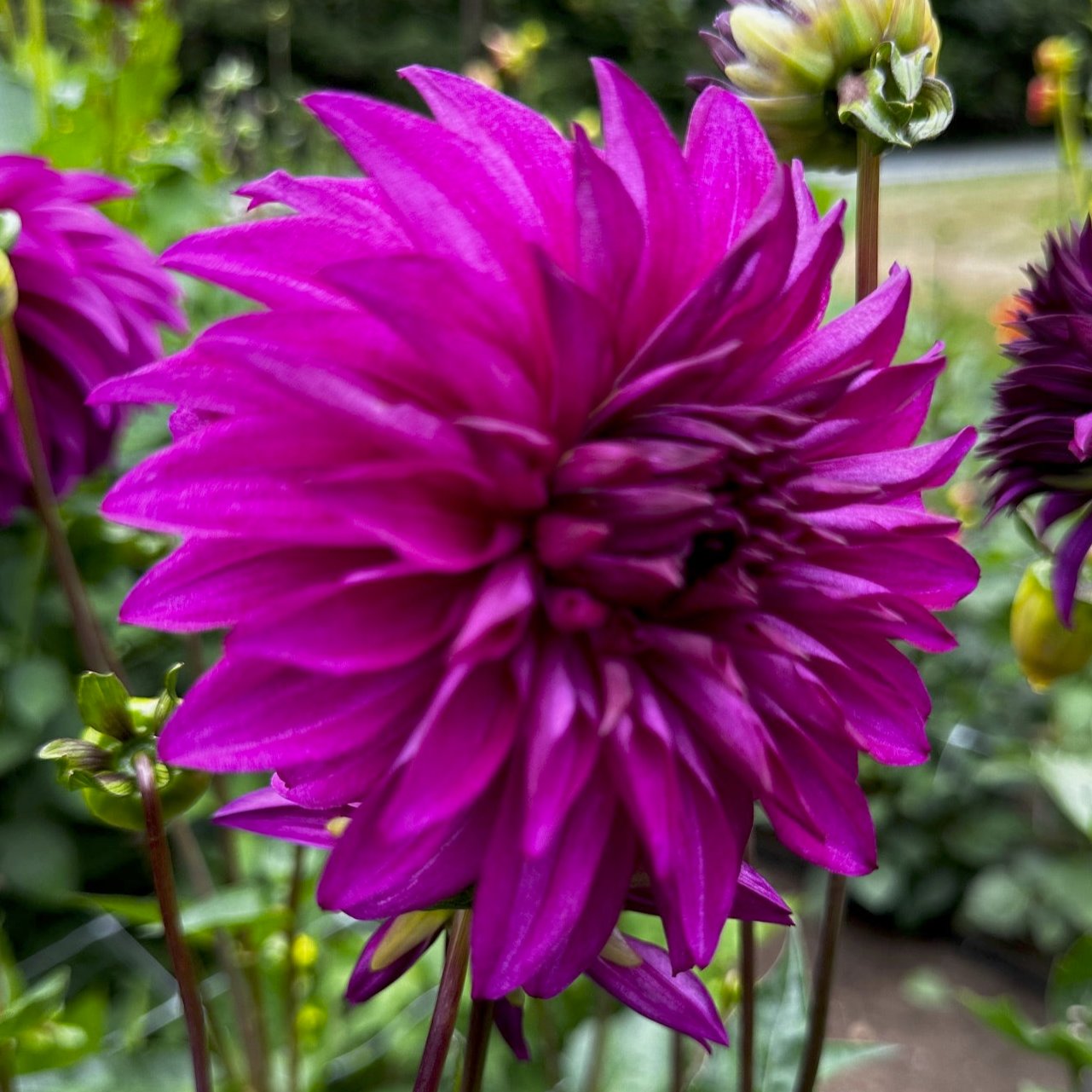 Dahlia 'Seabeck's Hilda'