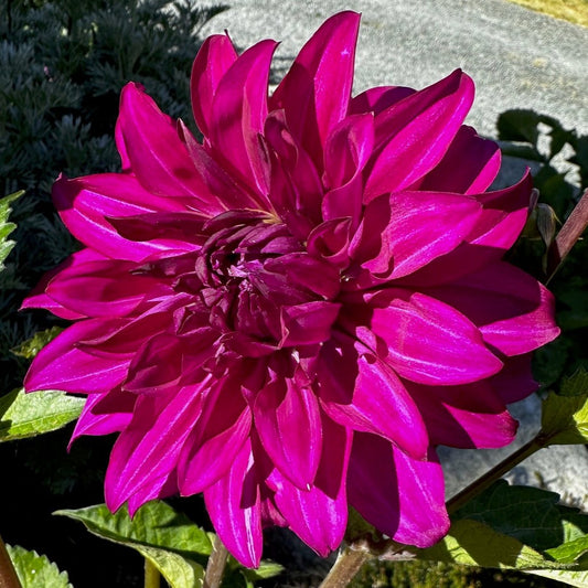 Dahlia 'Seabeck's Hilda'